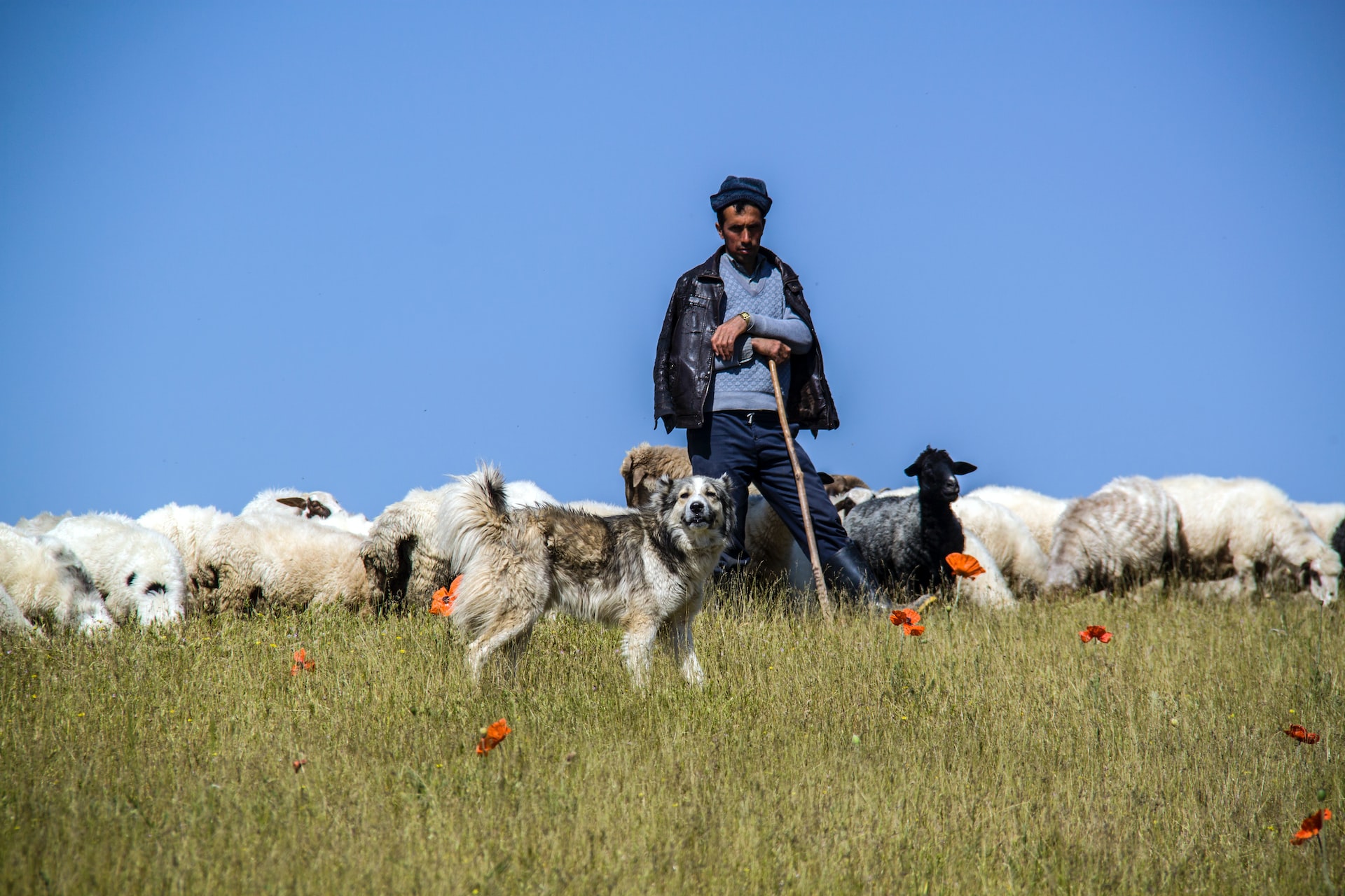 boy near herd of sheeps
